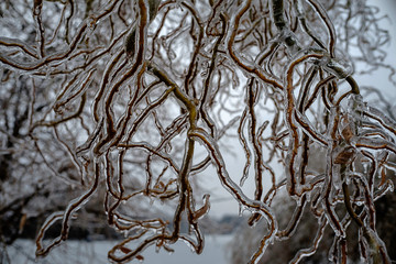 Frozen plants background