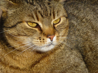 Getigerter Kater - im Blick