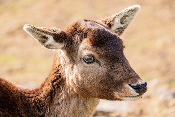 Damhirsche 1,Fabed deer 1