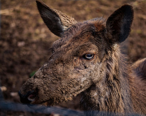 Fototapeta premium Damhirsche 2,Fabed deer2