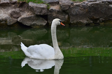 Mute swan - Cygnus olor. White swan on the pond in Sofiyivka Park. Uman, Ukraine.