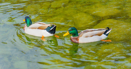 a couple of  male specimen of  the mallards is  swimming in a lake /There are  water bird of the duck family living in the wetlands, in Italy it are called capoverde