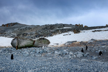 Abandoned boat and ringneck penguins at Whaler's Bay in Deception Island, Antarctica © Allen.G