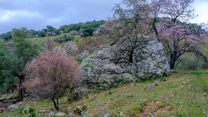 Flowering hawthorn tree growing out of rock, near Grazalema, Andalucia, Spain