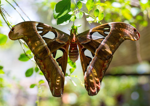 Tropical butterfly a Attacus atlas or Atlas moth. One of the largest butterfly in the world in green nature habitat. Endemic to the rainforests of Asia.