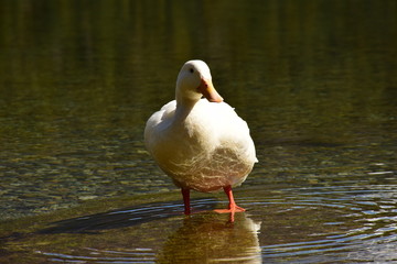 Pato en Lago Steffen