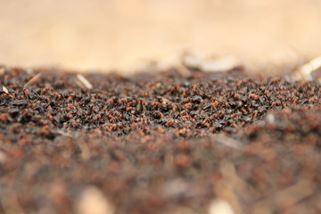 black sesame seeds on a wooden background