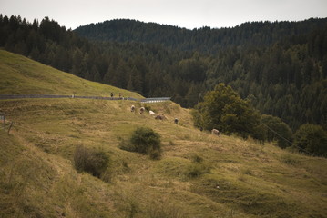 Fototapeta premium Berglandschaft