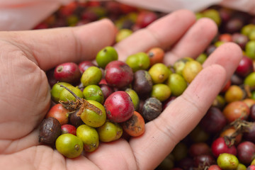 coffee beans background
