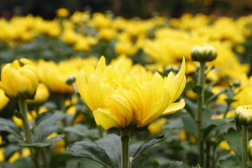 Yellow chrysanthemums on a field. Asian flower market.