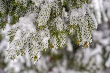 Frozen nature background. Beautiful winter.