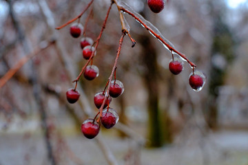 Frozen nature background. Beautiful winter.