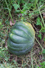 orange pumpkins at outdoor farmer market. 
