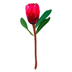 Illustration of red Protea, artichoke