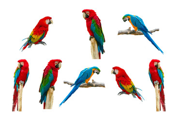 Macaw parrot isolated on white background