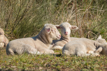 Naklejka na ściany i meble Beautiful and innocent lambs resting in the sun after grazing next to the flock