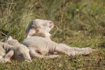 Beautiful and innocent lamb resting in the sun after grazing next to the flock