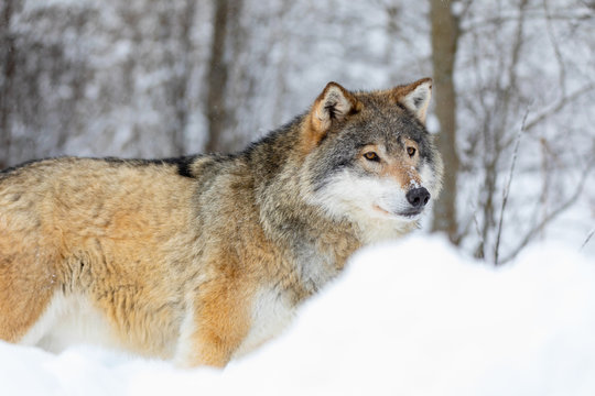 Wolf stands in the snow in beautiful winter forest