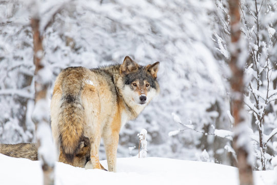 Fototapeta Focused wolf in pack looking backward in cold winter forest
