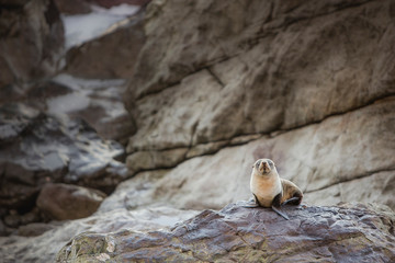 Fur Seal at Kaikoura, New Zealand