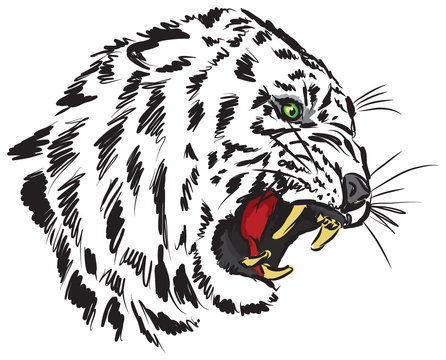 tiger vector illustration