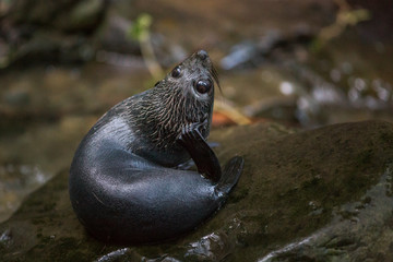 Fototapeta premium Fur seal scratching head