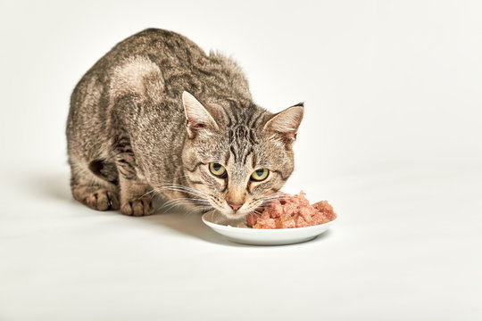 Grey tabby cat eat food from bowl and looking at camera