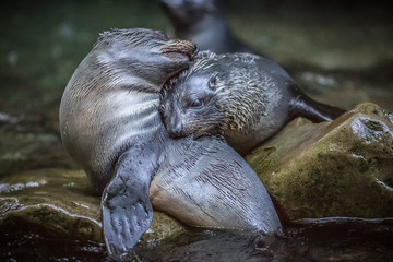 Obraz premium Fur seal pups play fighting