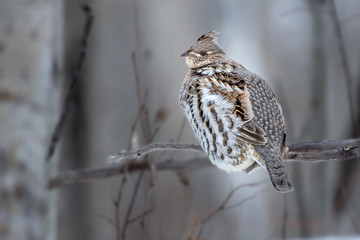 Ruffed Grouse (Bonasa umbellus) Perched on Branch Above Snow
