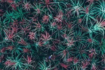 Beautiful nature background of Bromeliad in farm with tropical green leaf