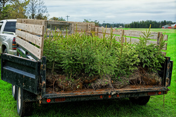 Young spruce trees ready to plant.