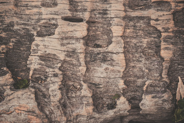 wood texture background