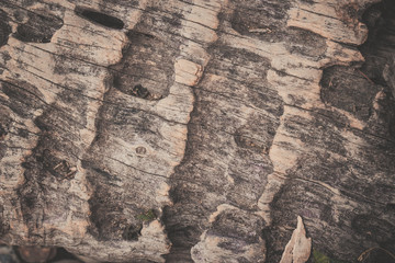 wood texture background