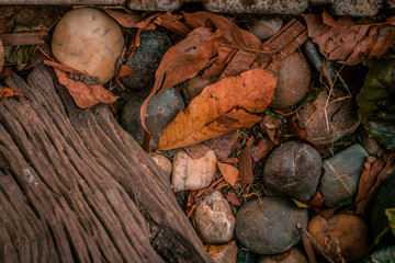 wood texture background