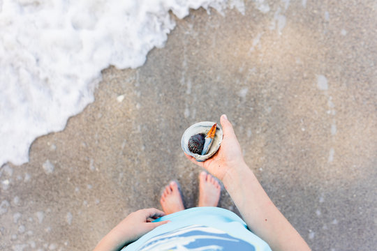 Child holding shells and crab claw