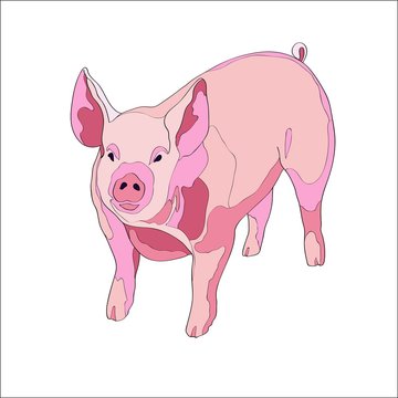 Vector illustration. Pig, side view. Color