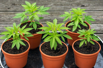 a group of young cannabis plants in small flower pots