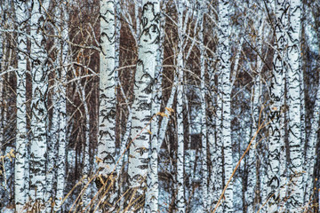 picturesque view of snow-covered field with trees at winter day  