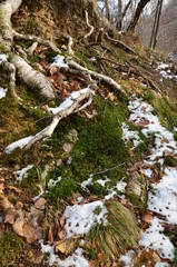 Forest roots among green moss, dry leaves and first snow