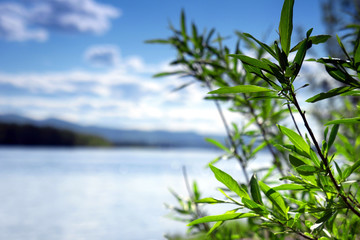 plant with green leaves with river and blue sky in the background. background with copyspace