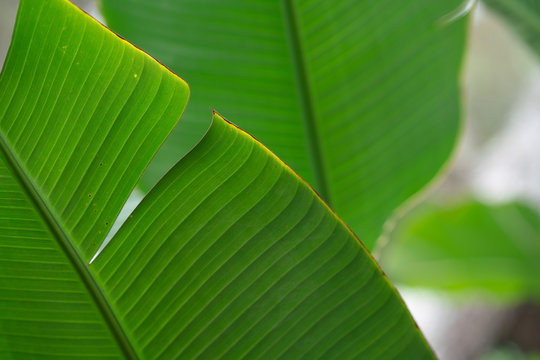 Close up of a banana tree leaf
