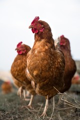 Chickens