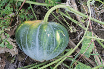 orange pumpkins at outdoor farmer market. 