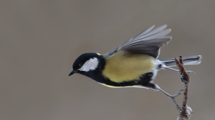 Obraz na płótnie Canvas From the series of biomechanics of bird flight. Great tit begins its flight from the branch ....