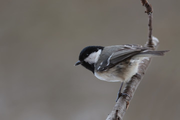 Little Coal tit on a tree branch on blurred gray background