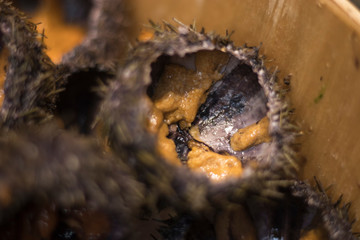 the golden egg urchin, The best of Japanese food, Sea urchin from the Pacific Ocean, Super close up of urchin eggs. Famous food in Matsushima, Miyaki-Gun in Japan.