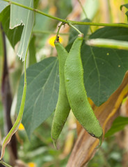  Green bean pods in an organic vegetable garden in Mexico City