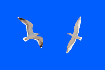 brittany : seagulls flying in blue sky