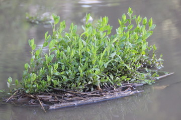 grass in water