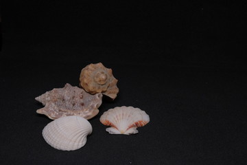 shells, seashell, white,  summer, texture